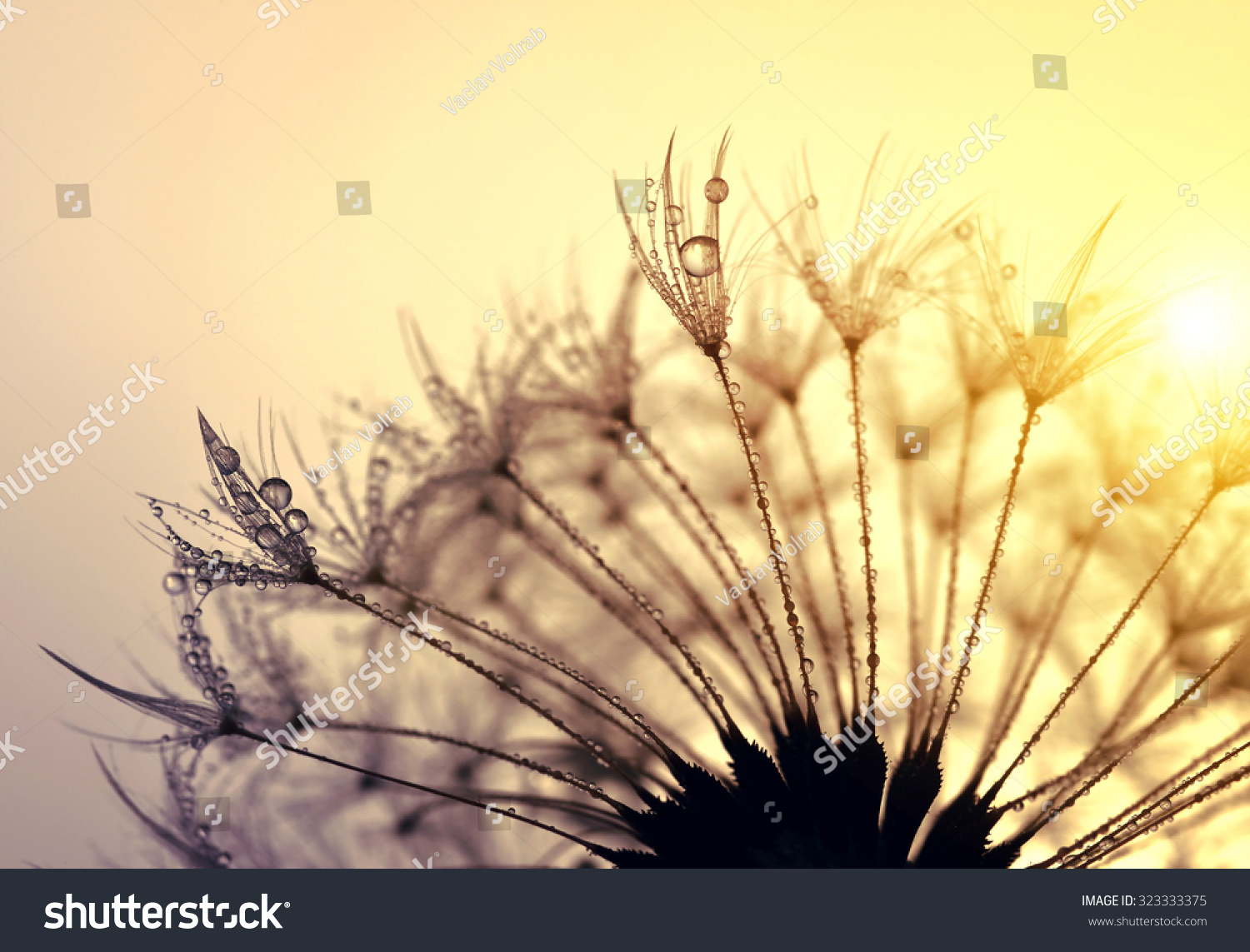 Dewy dandelion flower at sunset close up