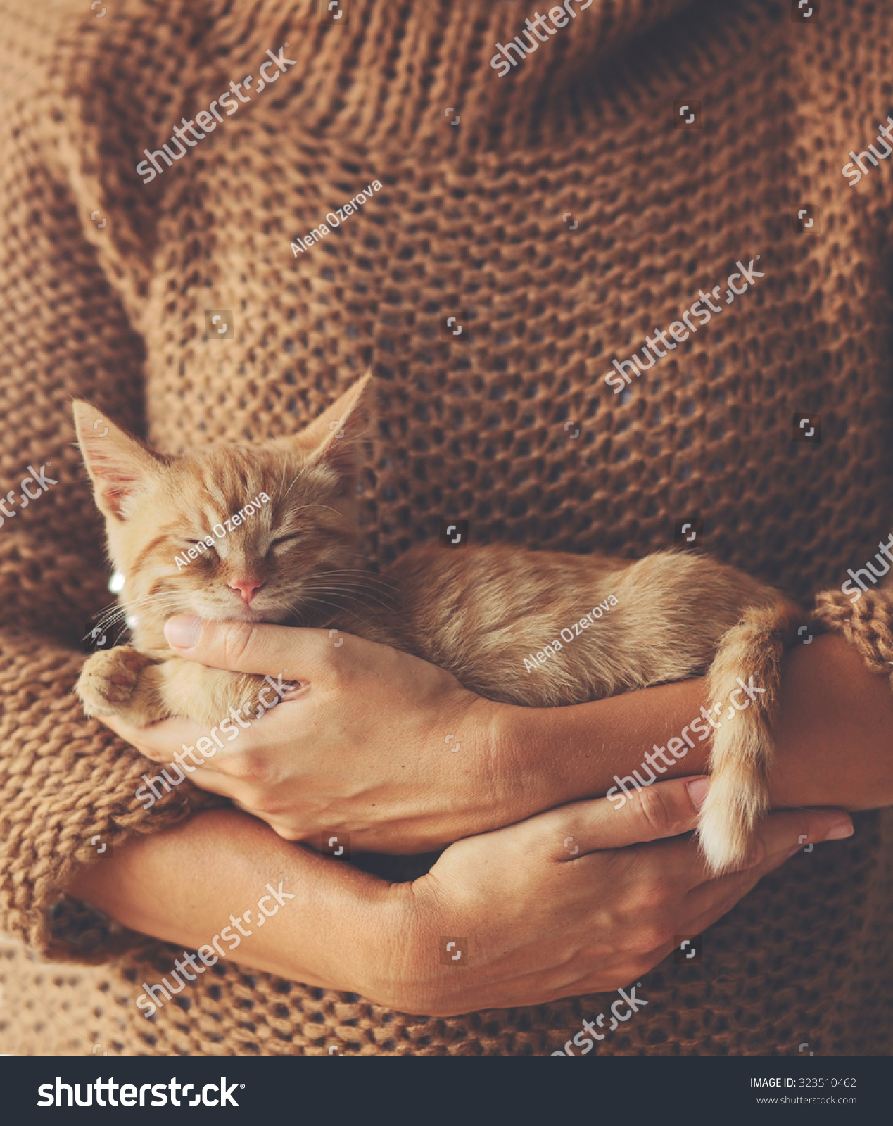 Cute ginger kitten sleeps on his owner's hands in warm sweater