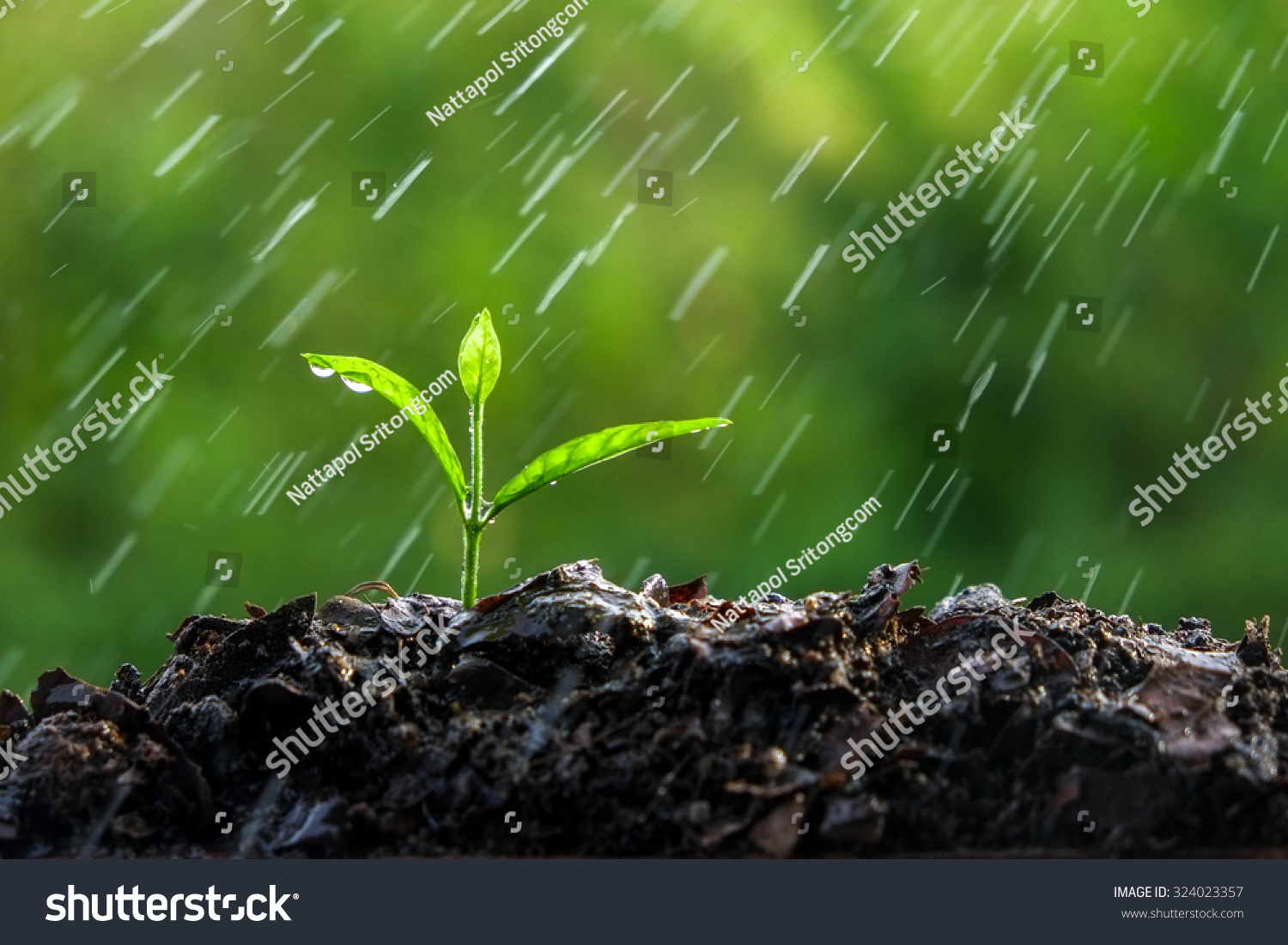Green sprouts in the rain