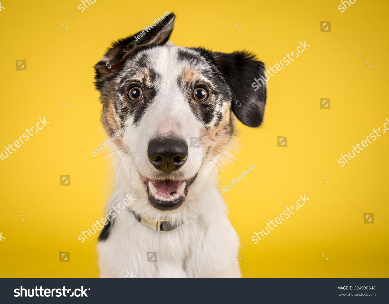 Dog headshot on a yellow background