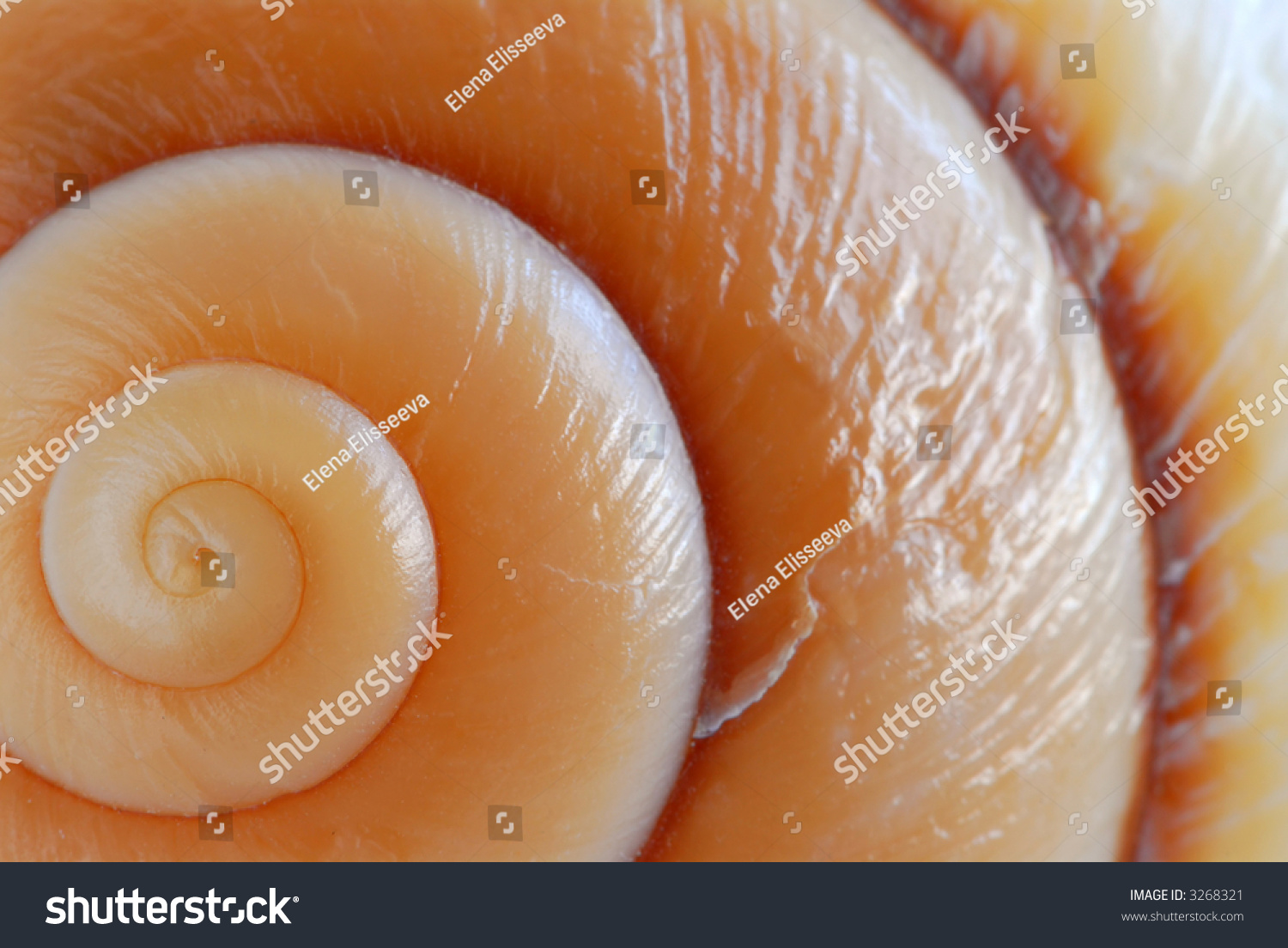 Background of a seashell surface extreme macro image
