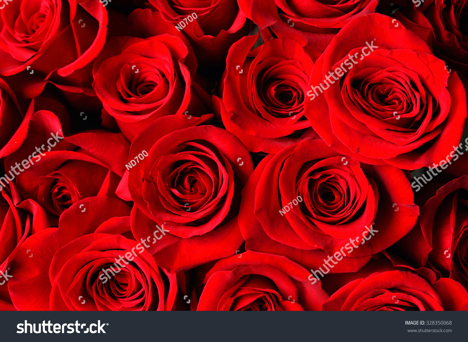 red rose background