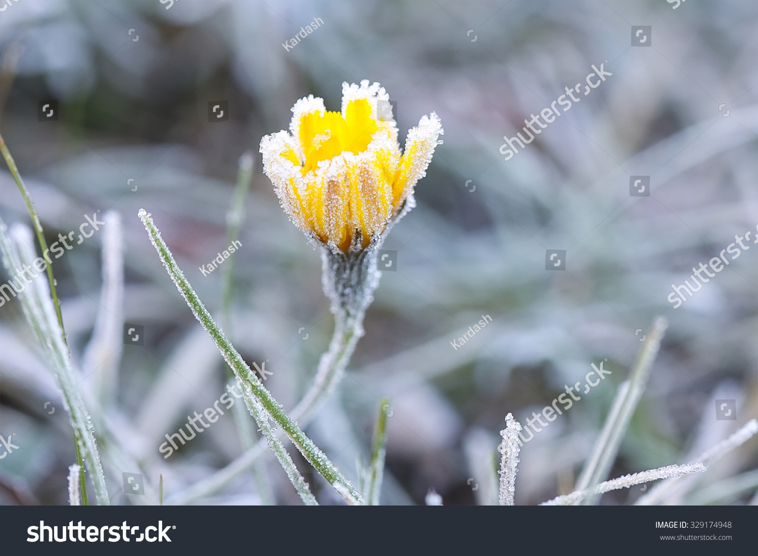 last flower in frost on a frosty day
