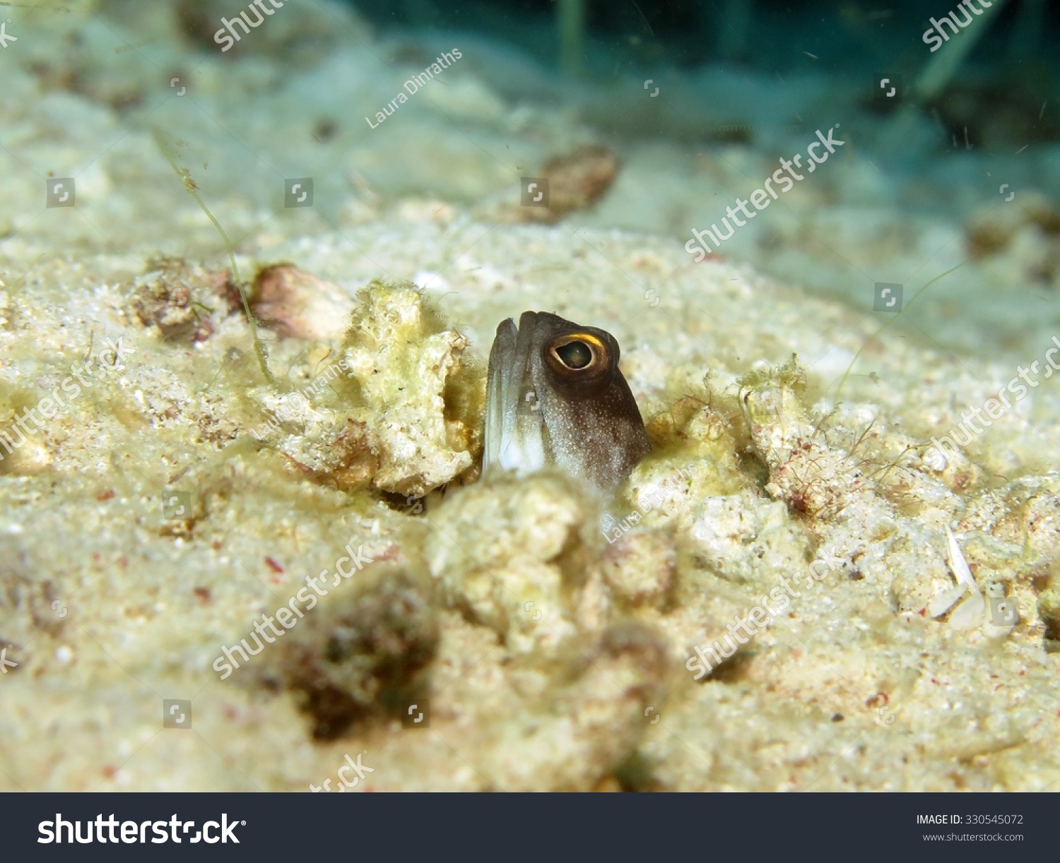 jawfishpeakingattheentranceofburrow