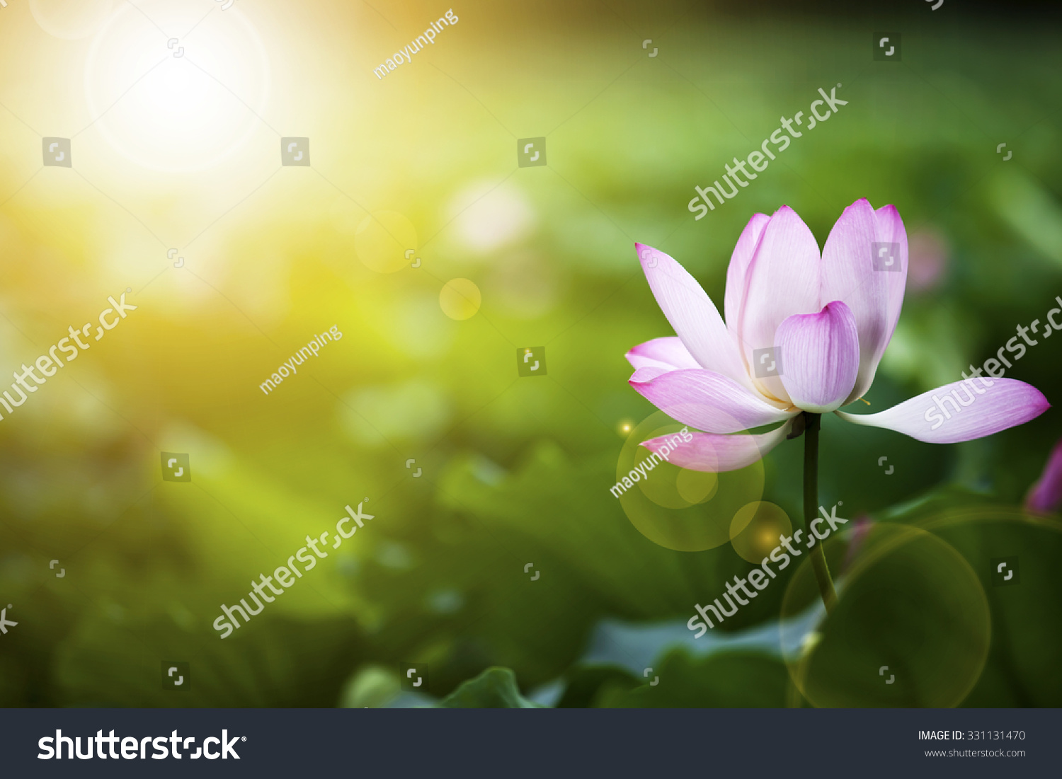 Lotus flower and Lotus flower plants