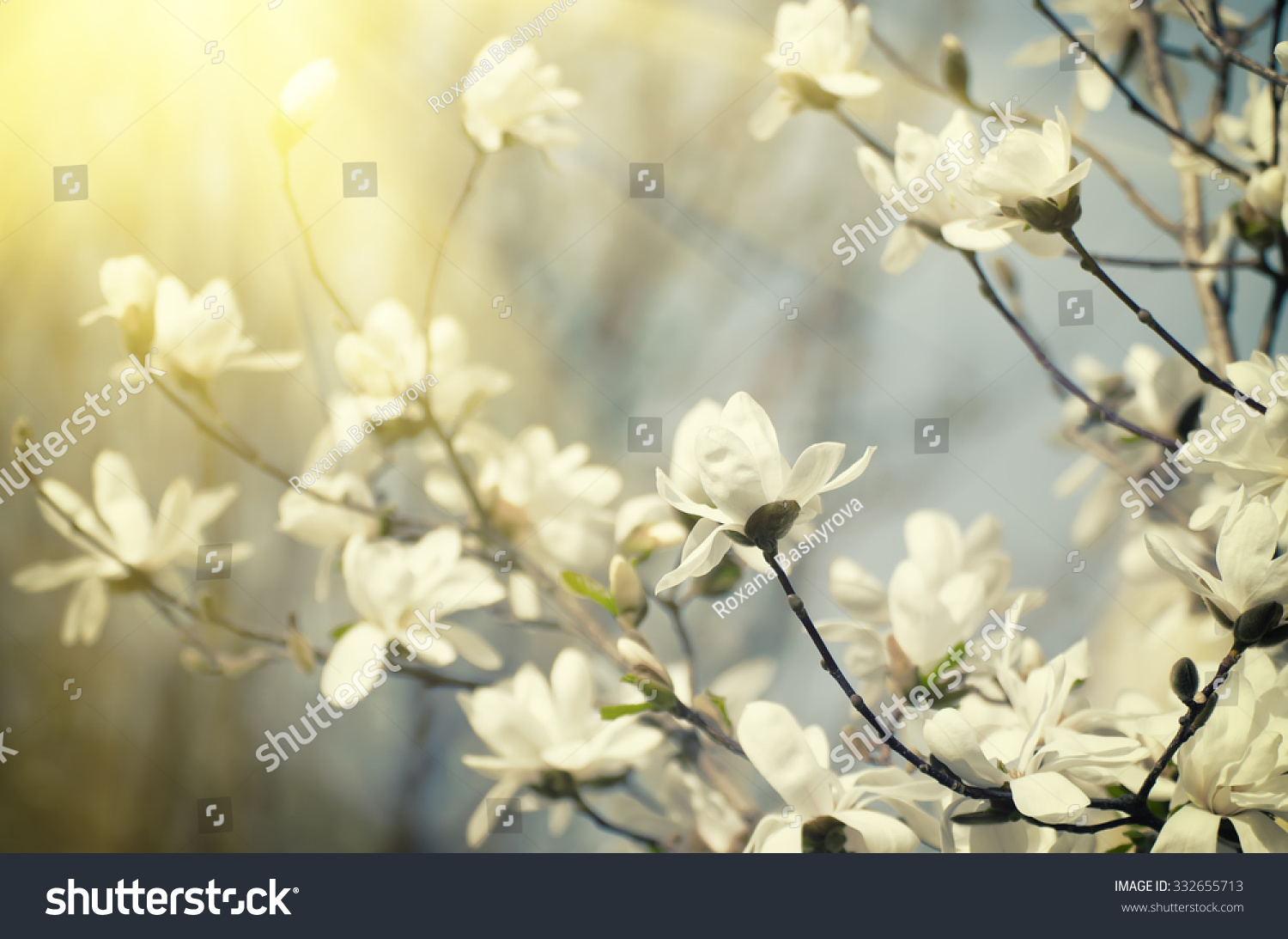 Blossoming of magnolia flowers in spring time  sunny vintage floral background