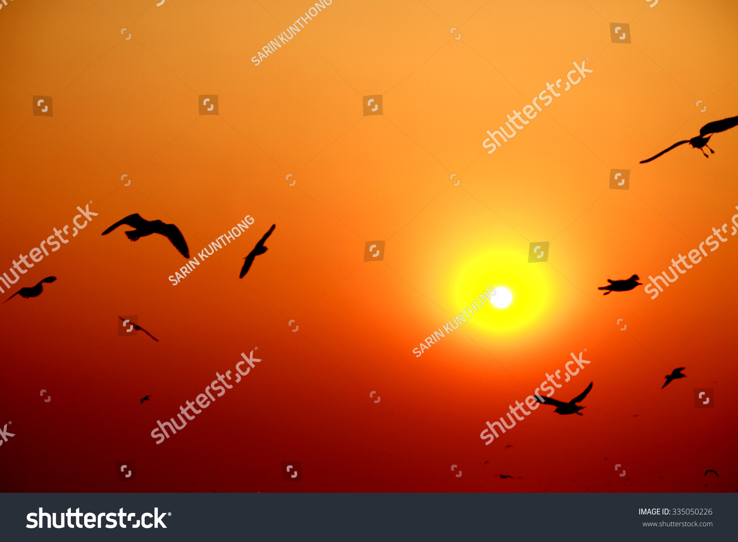 Seagull & sunset on the sea   Thailand