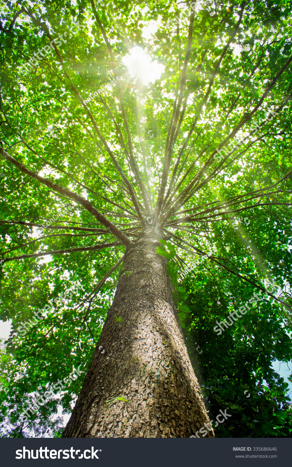 sun shining through the canopy of tall beech trees