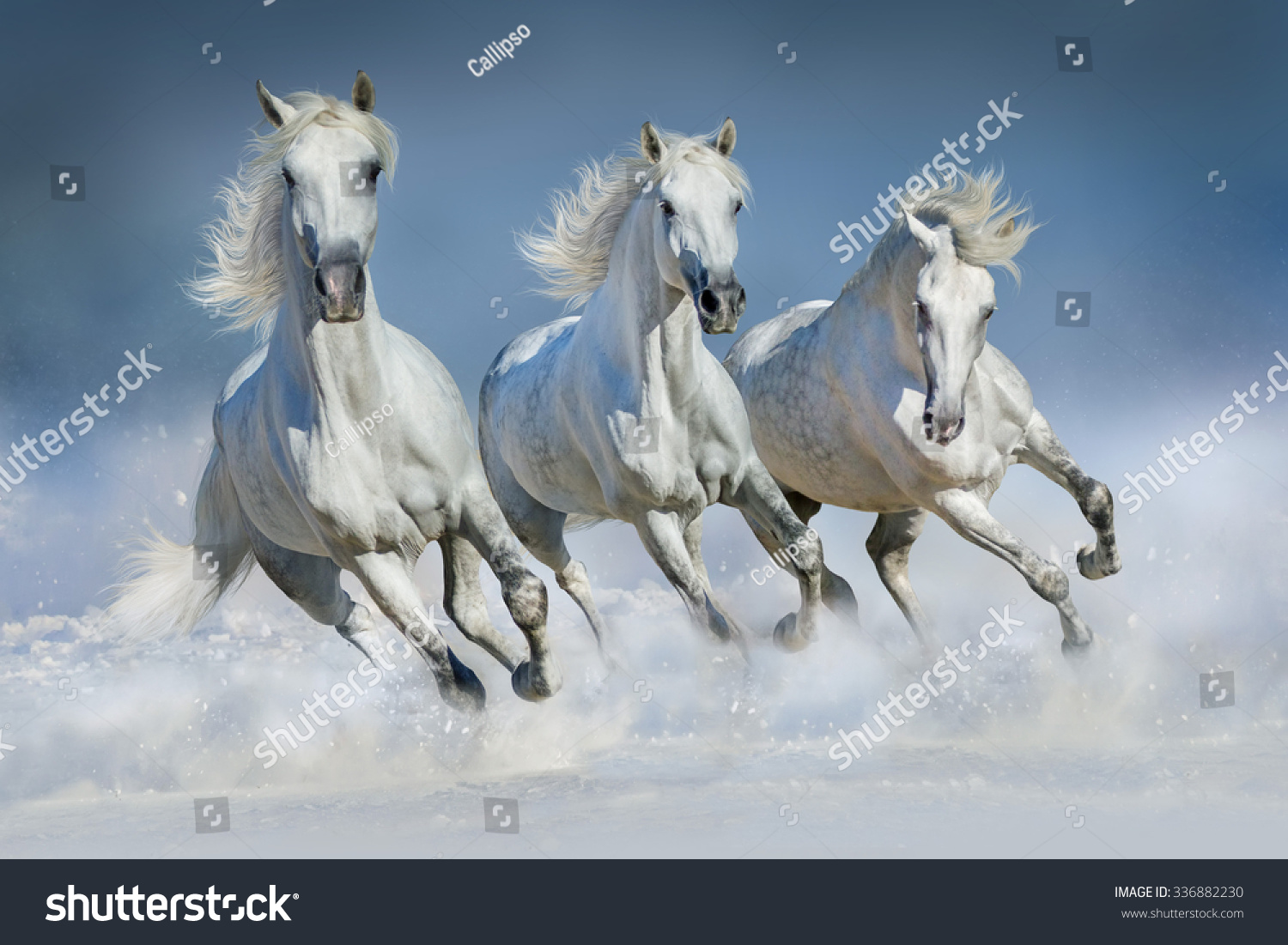 Group of beautiful arabian horses run gallop in snow winter field