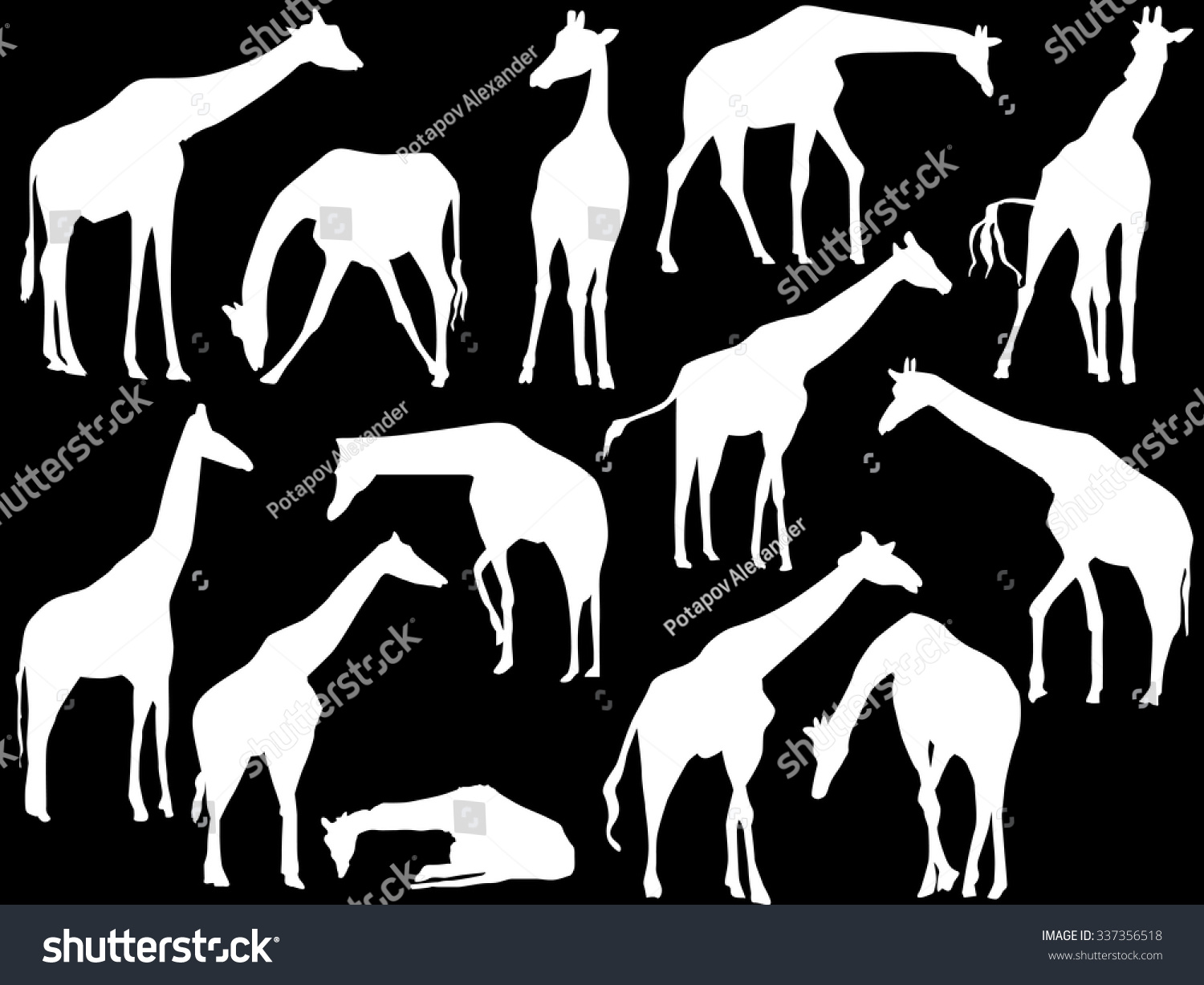illustration with giraffes collection isolated on black background