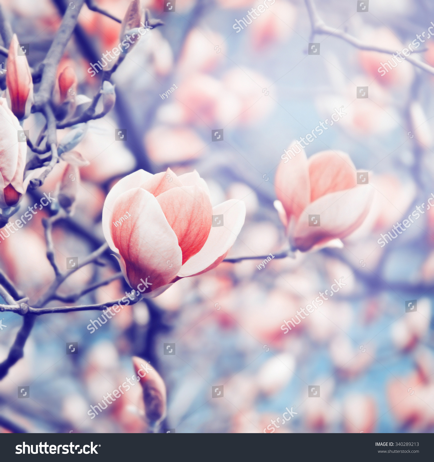 Magnolia blossoming in spring. Color toning effect applied.