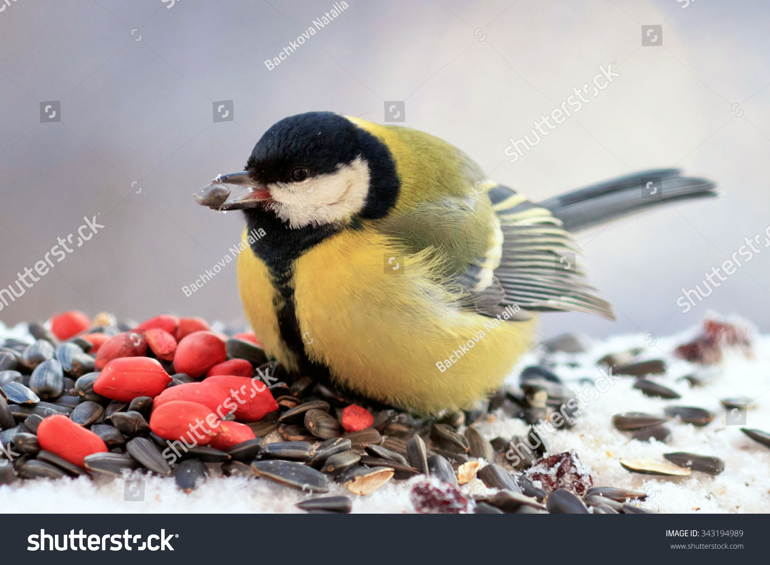 among the bird nuts and sunflower seeds