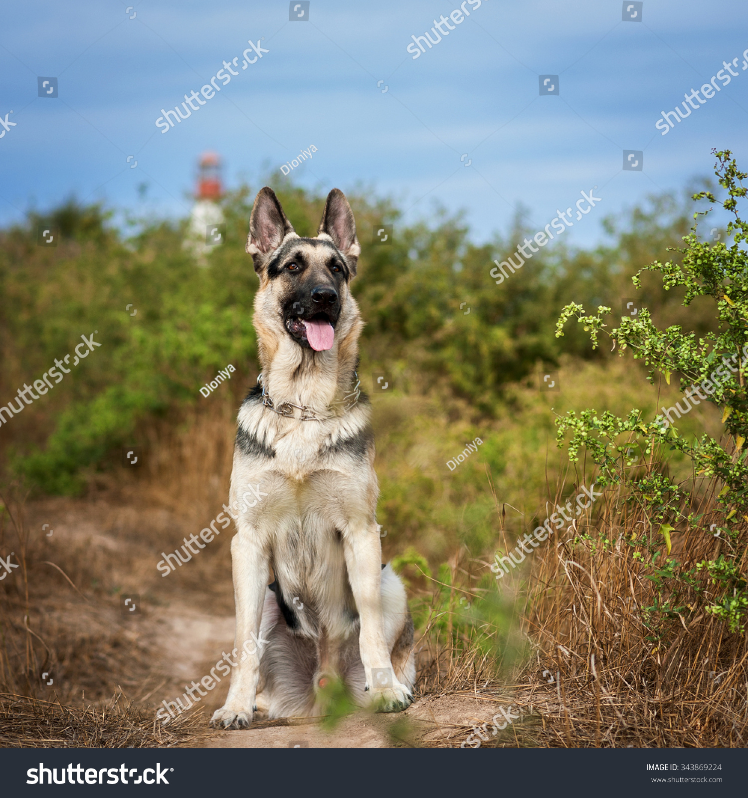 germanshepherddogeasteuropeansheepdogsitslooksaheadandwaits
