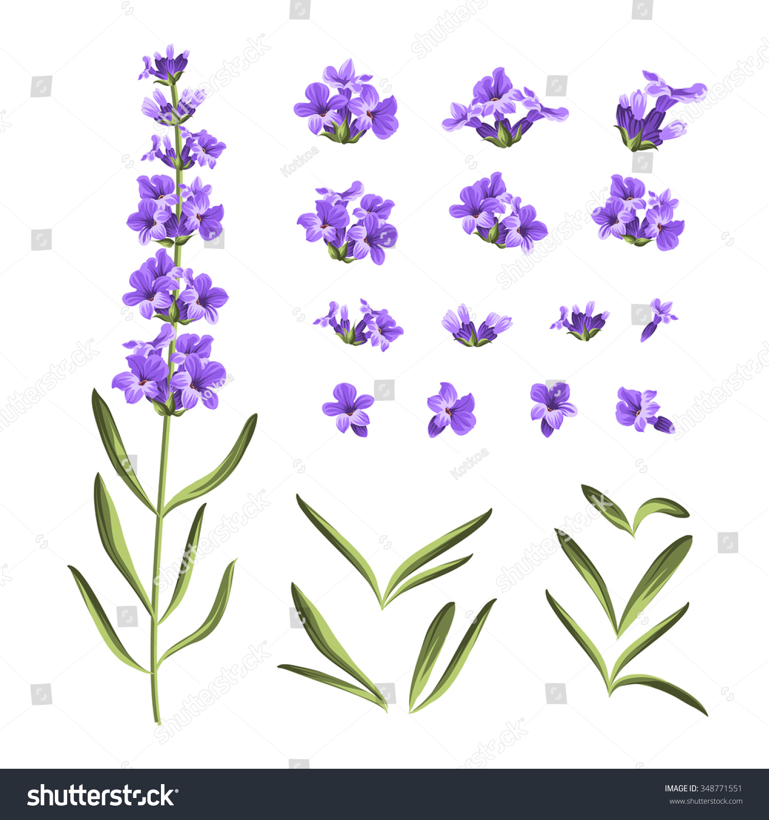 Set of lavender flowers elements. Collection of lavender flowers on a white background. Vector illustration bundle.