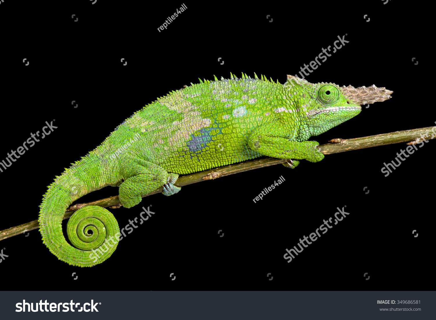 Fischer's chameleon (Kinyongia fischeri )