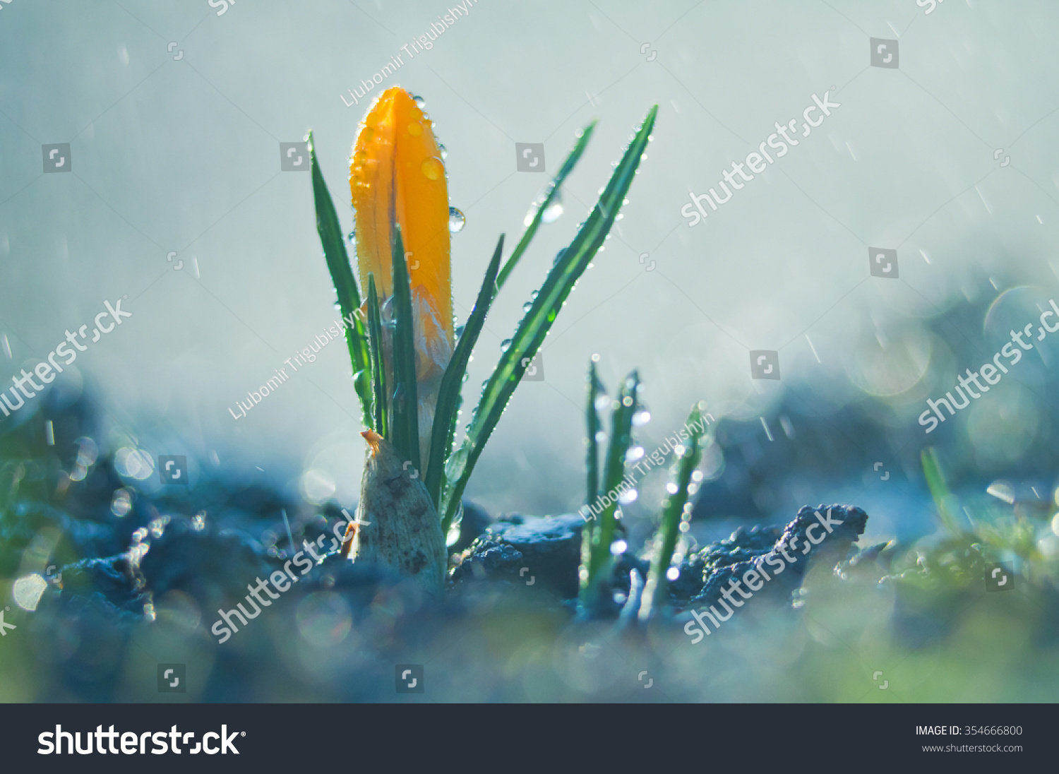 Little flower crocus in the spring rain