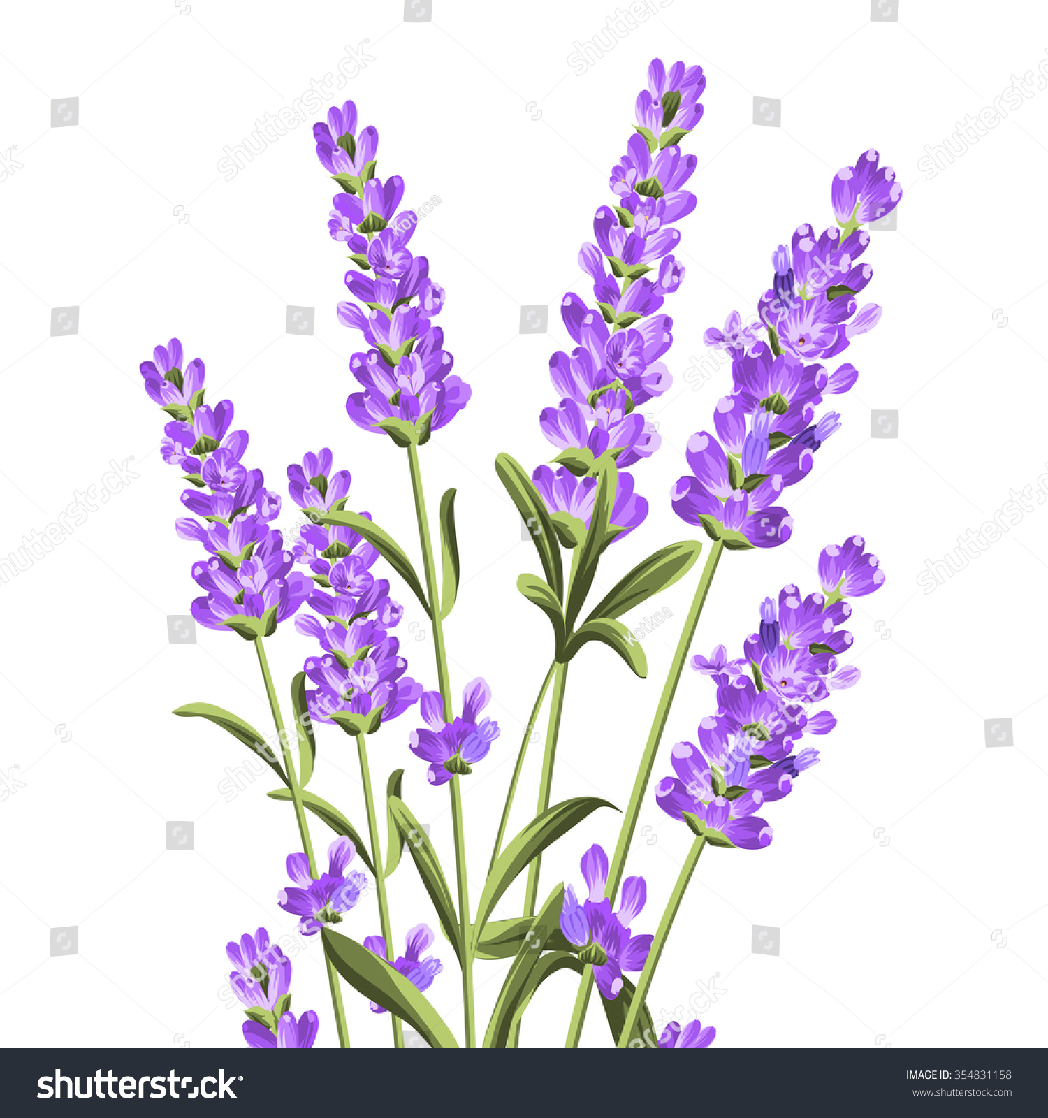 Bunch of lavender flowers on a white background.Botanical illustration. Vintage style. Making gifts of paper and textiles. Vector illustration.