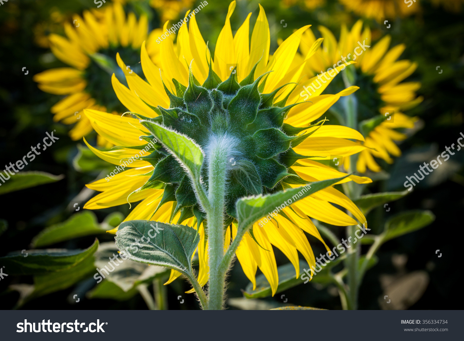 close up rear view of blooming sunflowers in plantation field