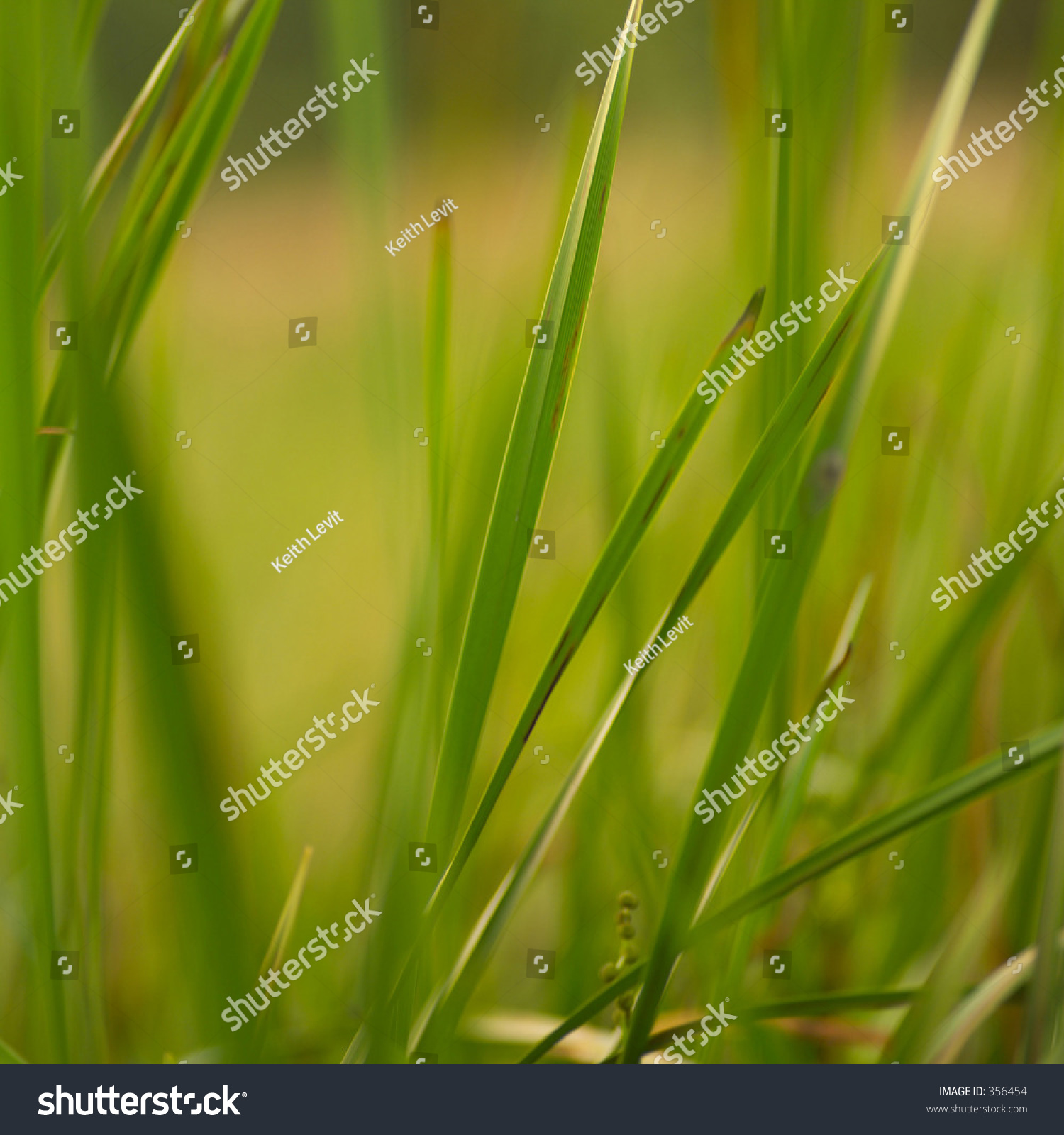closeupofbladesofgrass