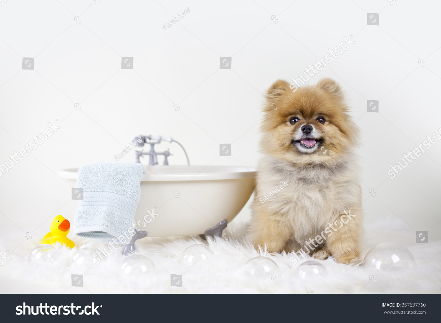 Pomeranian getting ready for a bubble bath in a bath tub