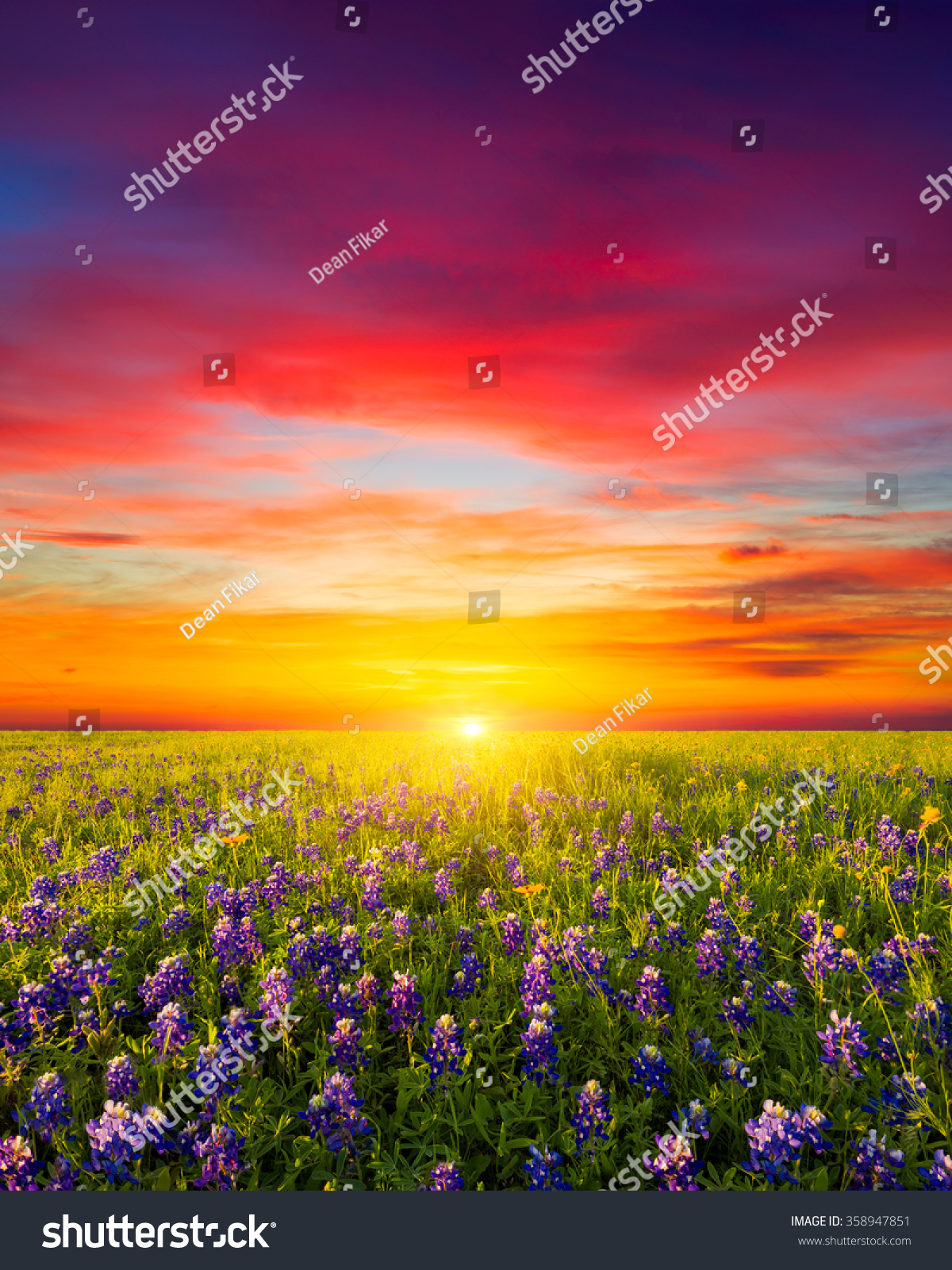 Rural Texas bluebonnets and sunflowers at sunrise