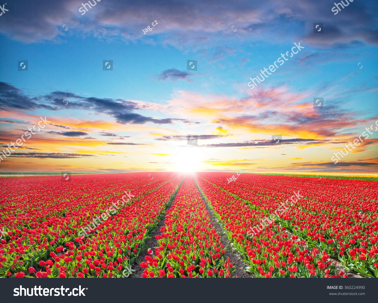 Beautiful tulips field in the Netherlands