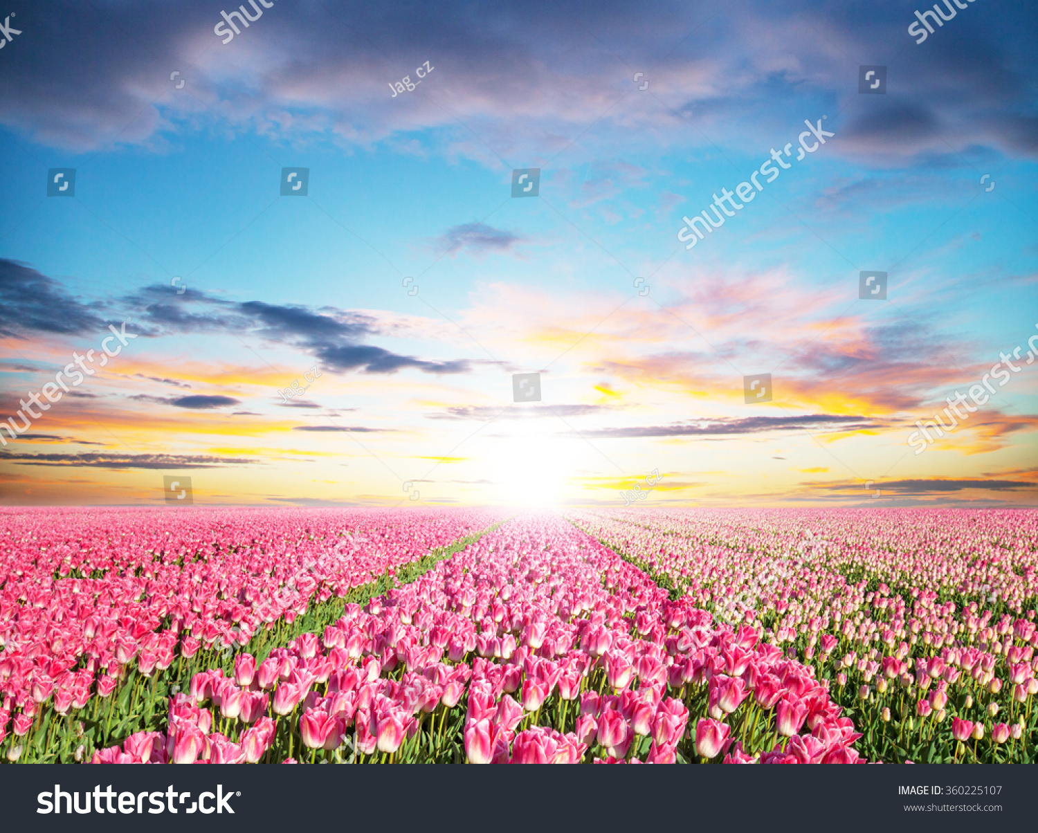 Beautiful tulips field in the Netherlands