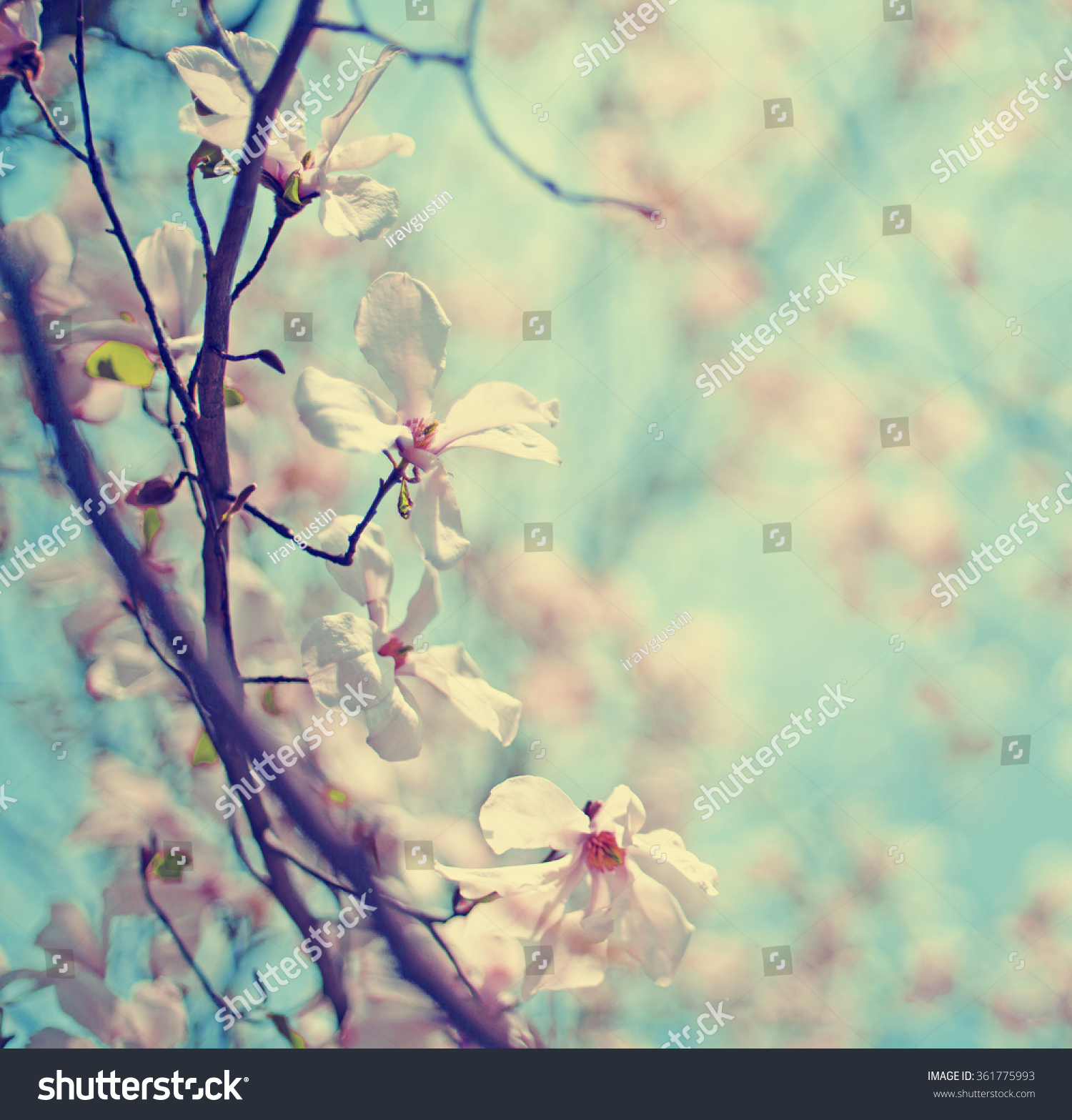 Blossom tree over nature background/ Spring flowers/Spring Background