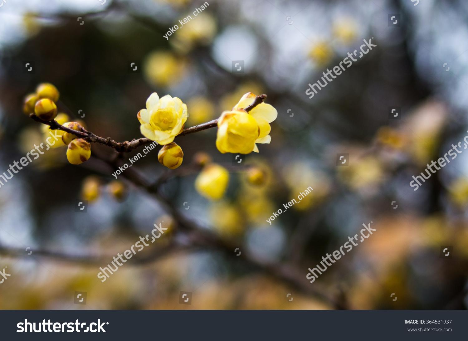 Wintersweet