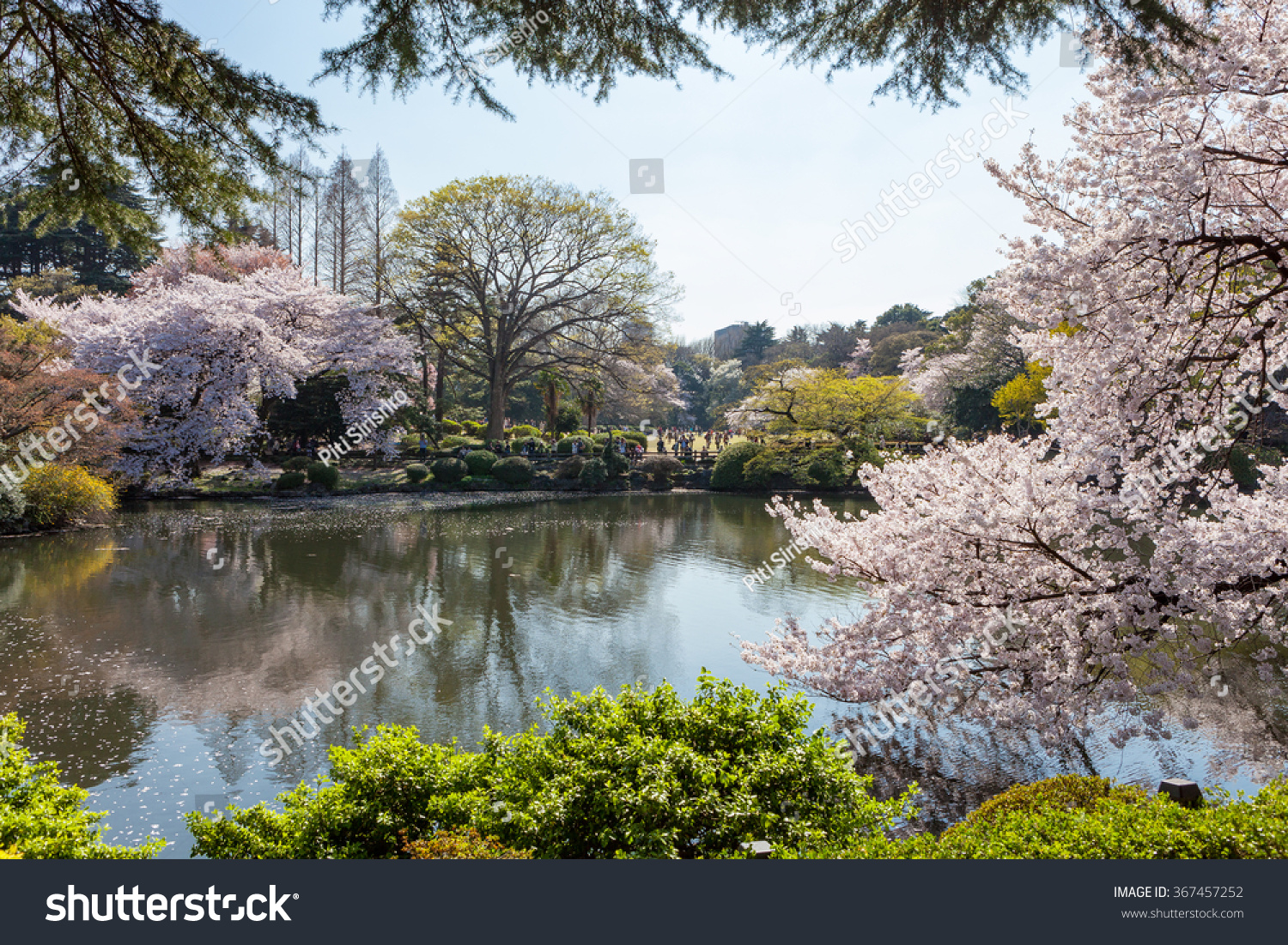 The pond and Cherry-blossom trees in Shinjuku Gyoen national garden. This park is a very famous and popular Cherry-blossom(Sakura) viewing spot in Tokyo.