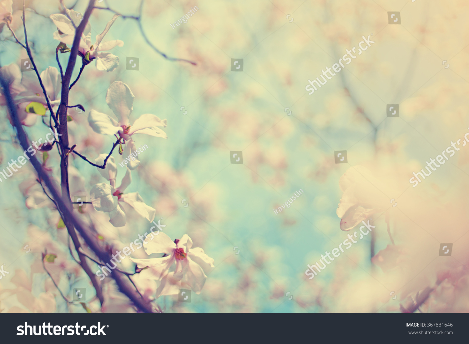 Blossom tree over nature background/ Spring flowers/Spring Background
