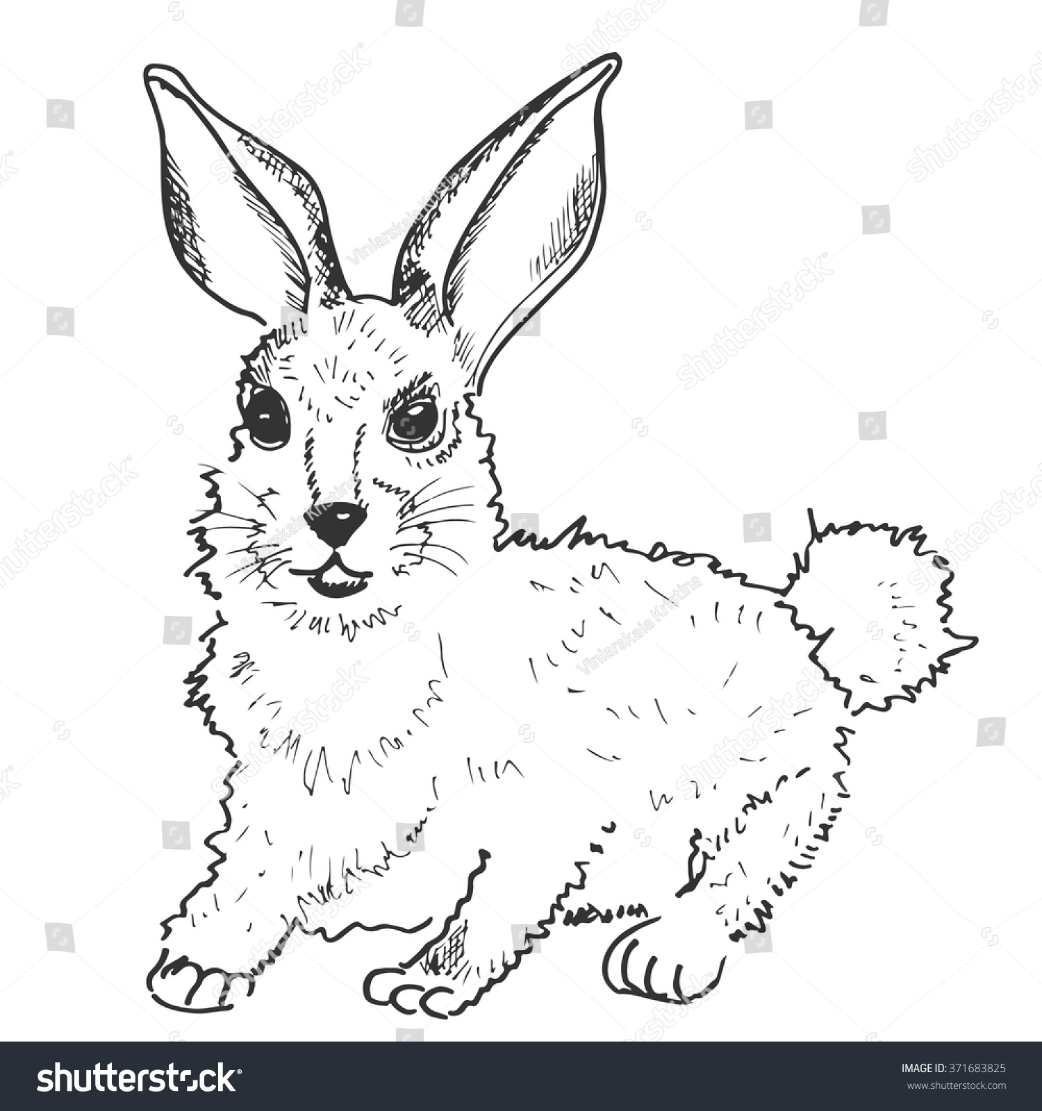 drawingharerabbit