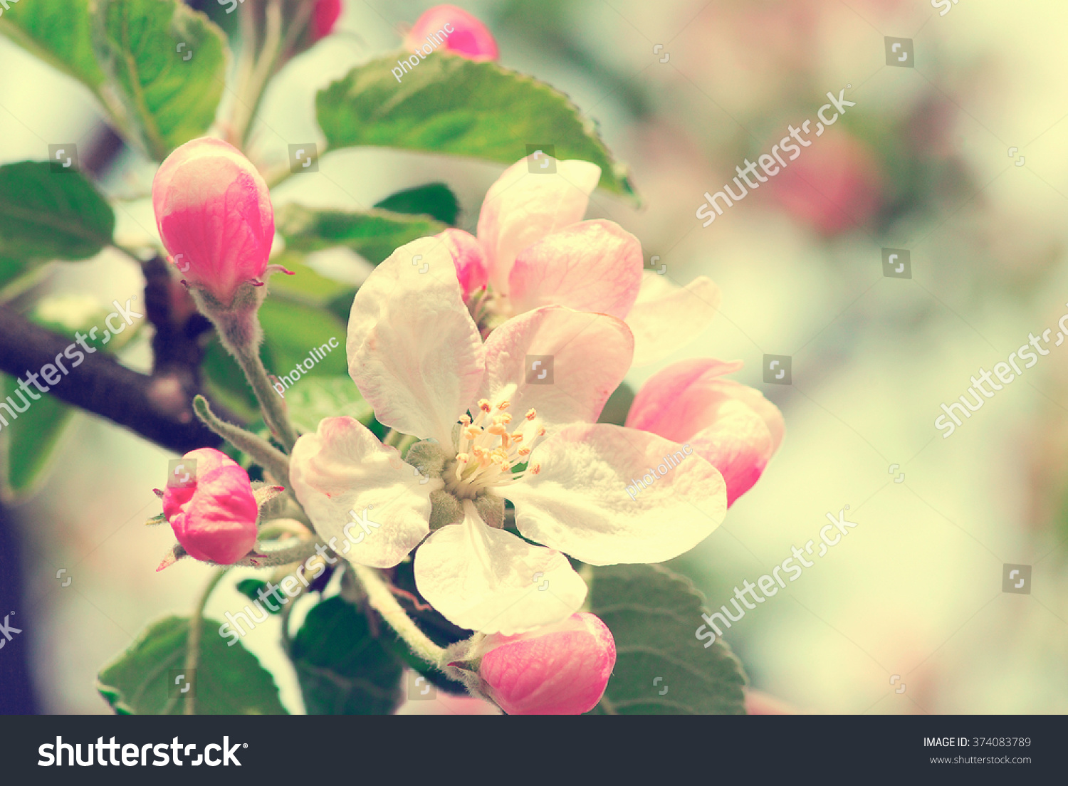 spring branch with white flowers
