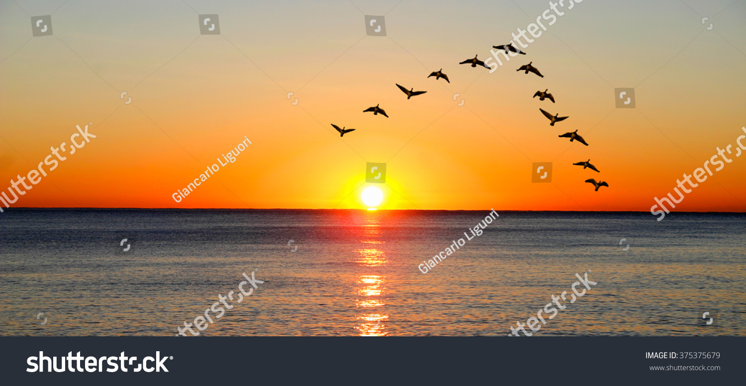 Ducks migrating during sunset over the ocean