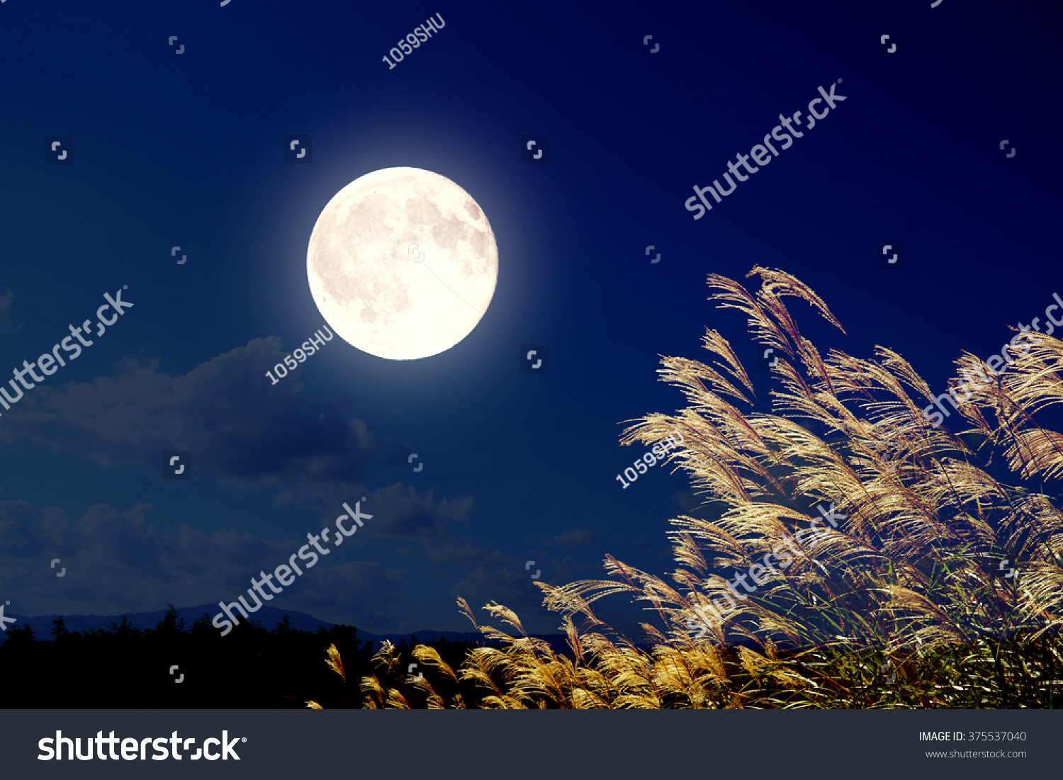 The full moon and pampas grass