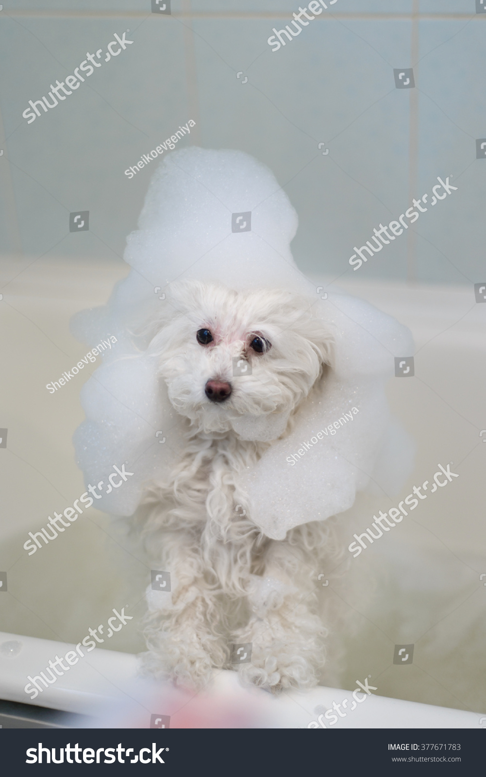 A little white poodle dog taking a bath
