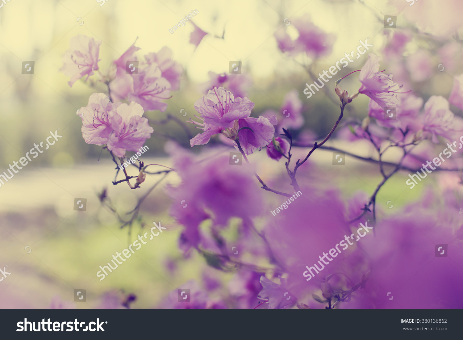 Blossom tree over nature background/ Spring flowers/Spring Background