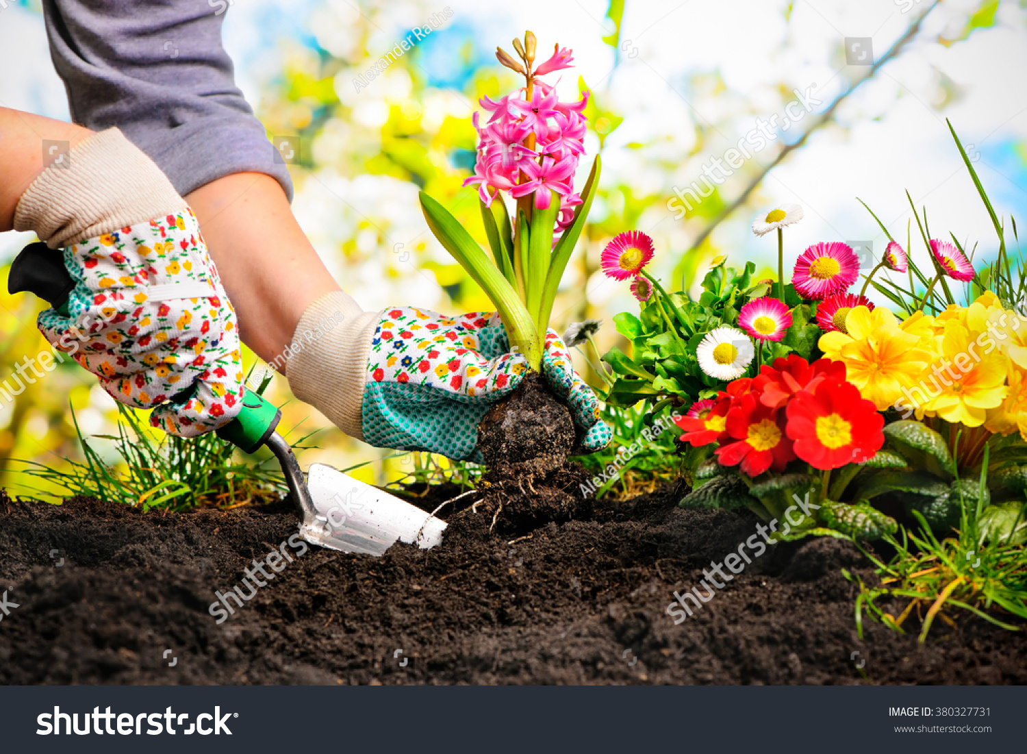 Gardeners hands planting flowers at back yard