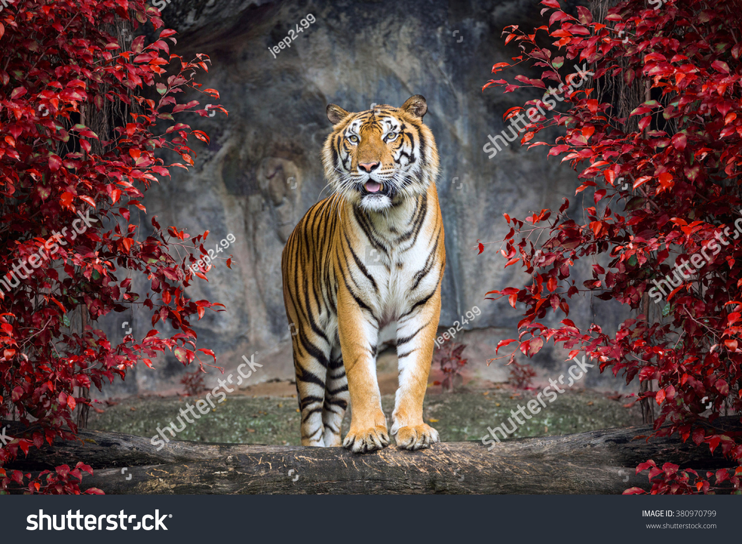 Portrait of the tiger.