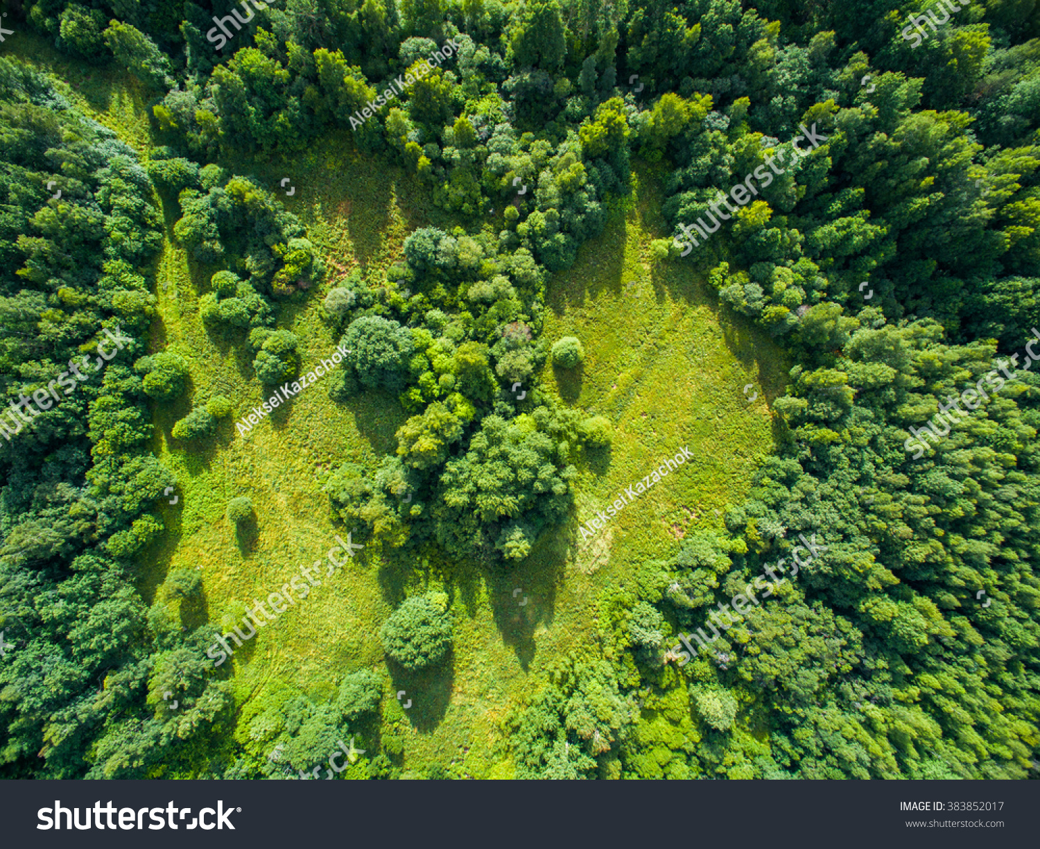 Aerial view of forest