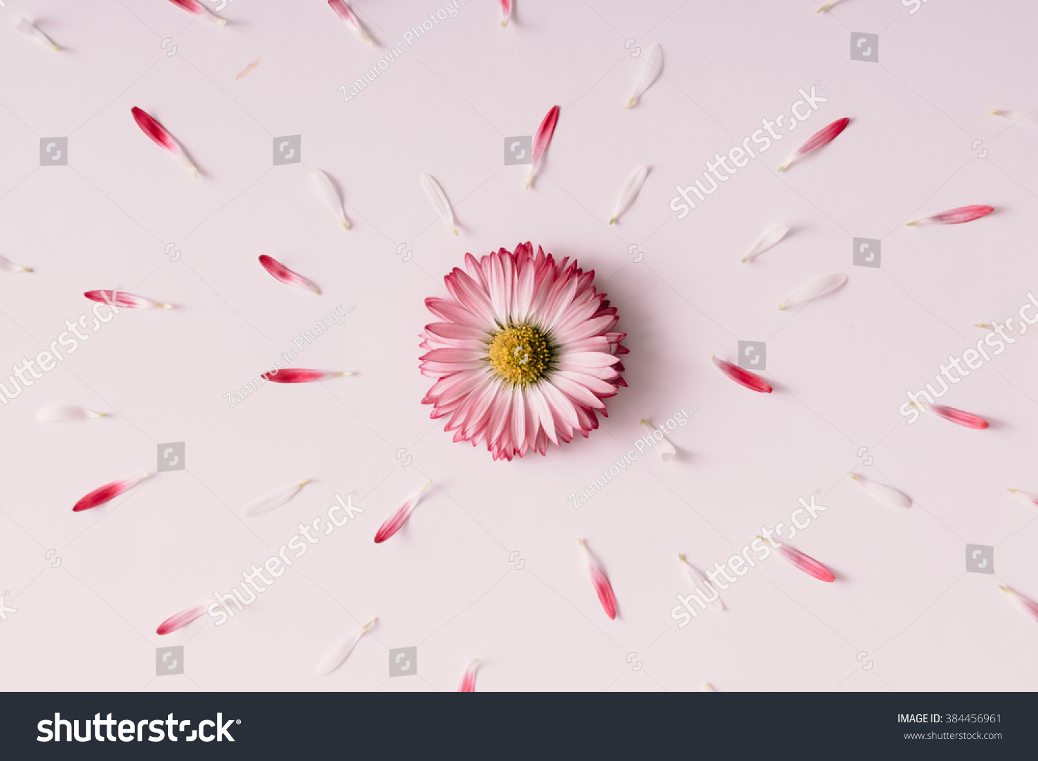 Daisy flower with petals. Blooming concept. Flat lay.