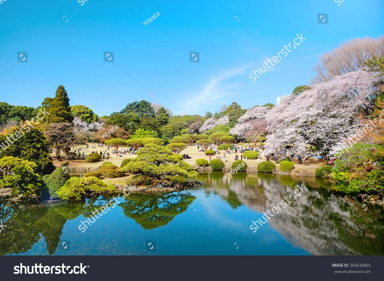 Beautiful scenery with red leaf green willow blossom sakura clear pond and bright vivid blue sky in spring cherry blossom season Shinjuku Gyoen Park Tokyo Japan