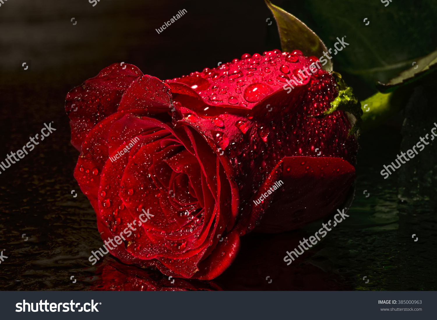 Red rose isolated on black background