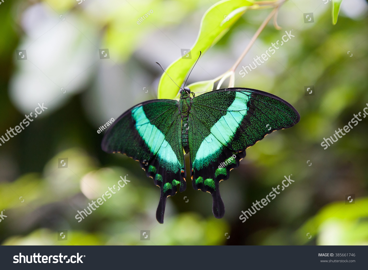 Emerald Swallowtail Butterfly (Papilio palinurus)
