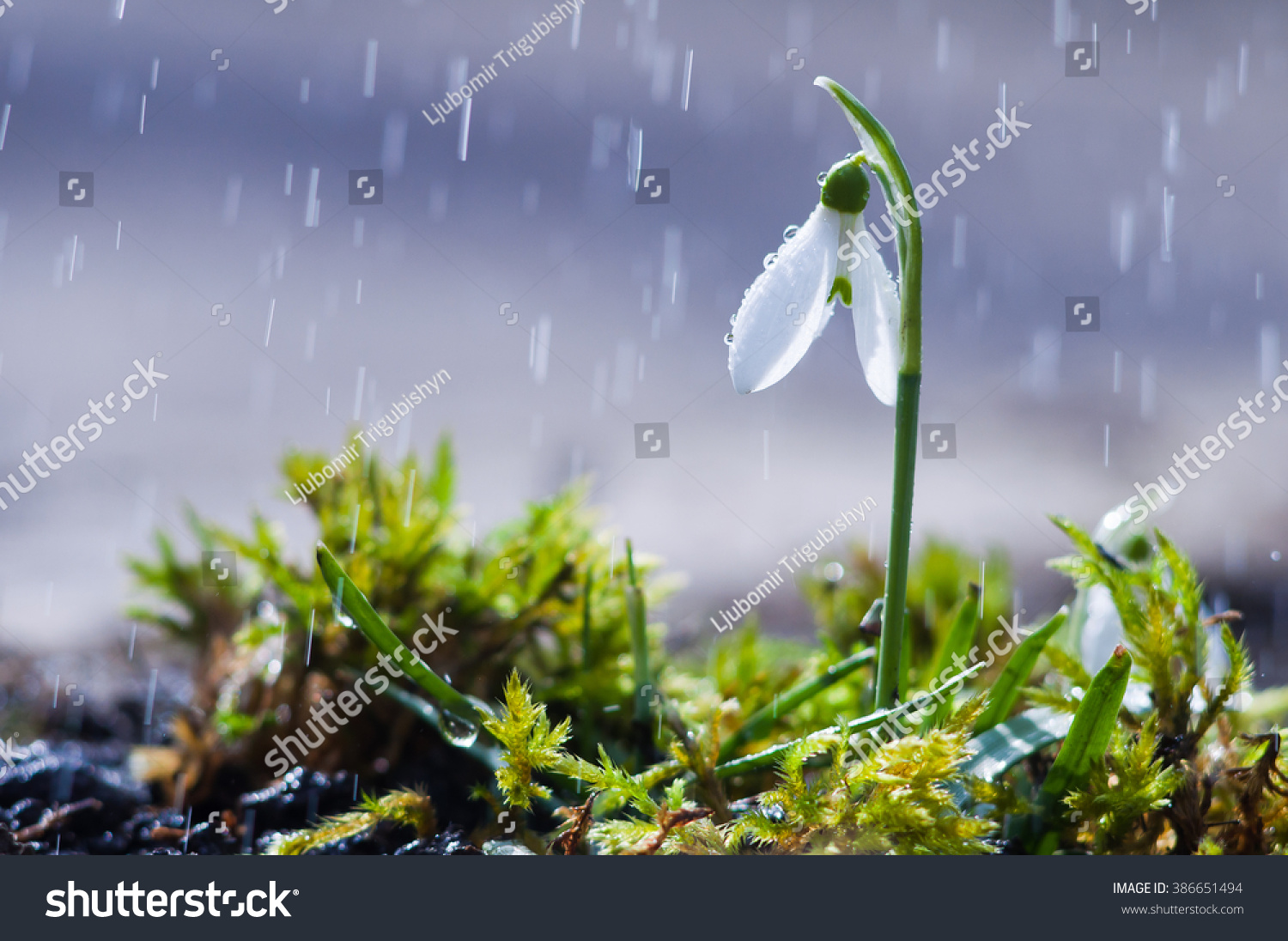 First spring flowers snowdrops with rain drops