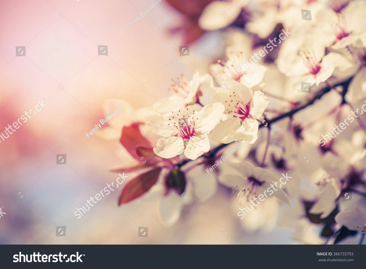 Blossom of the tree as the sign of spring time selective focus 