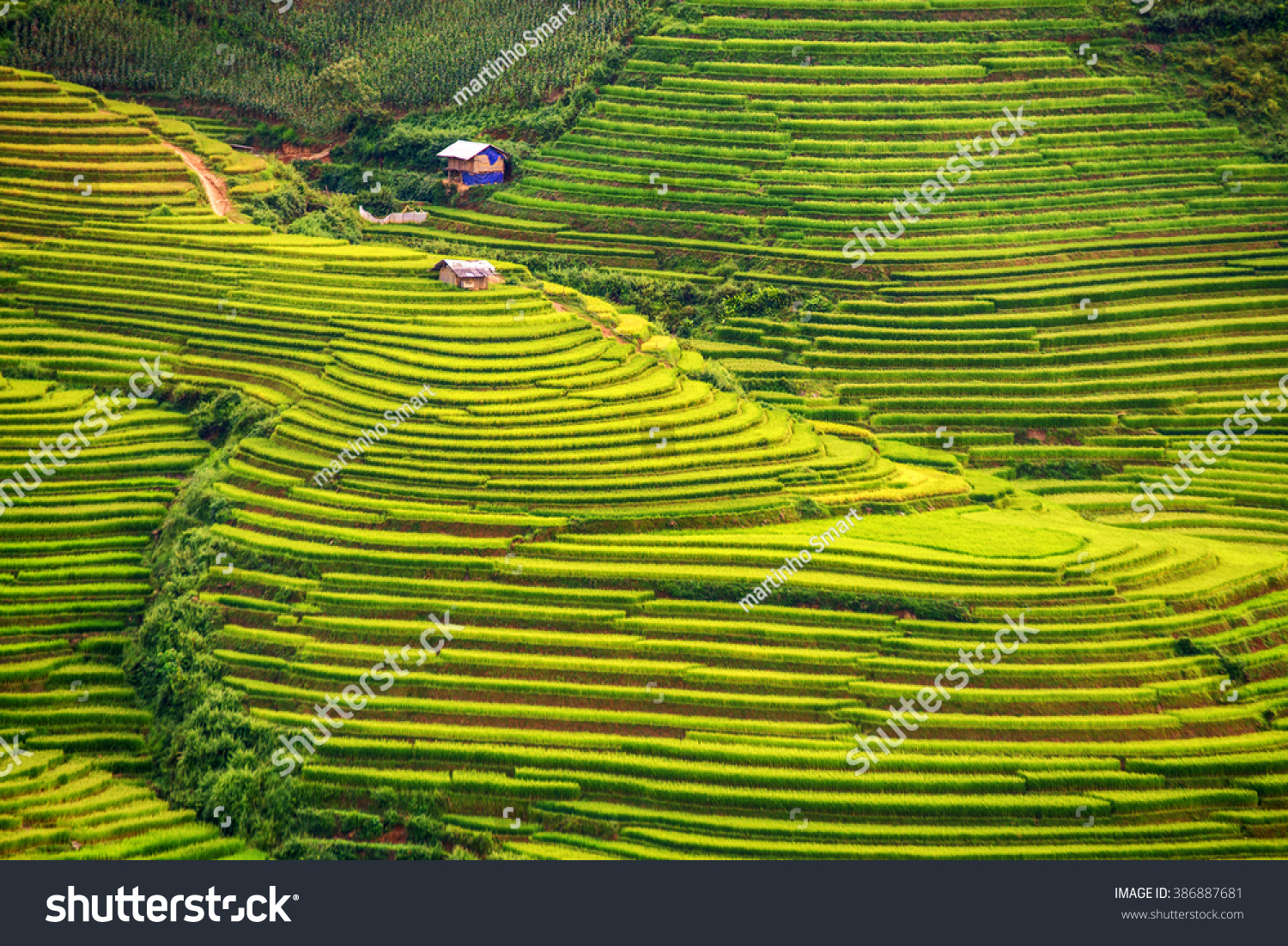 beautiful landscape view of rice terraces and house 