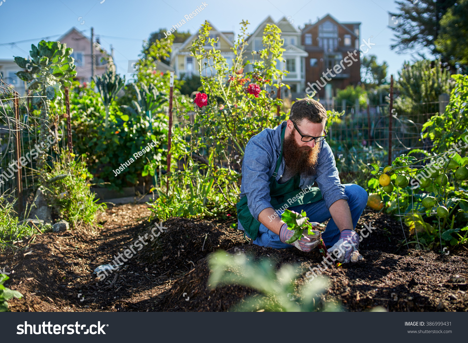 bearded millennial harvesting beets in an urban communal garden