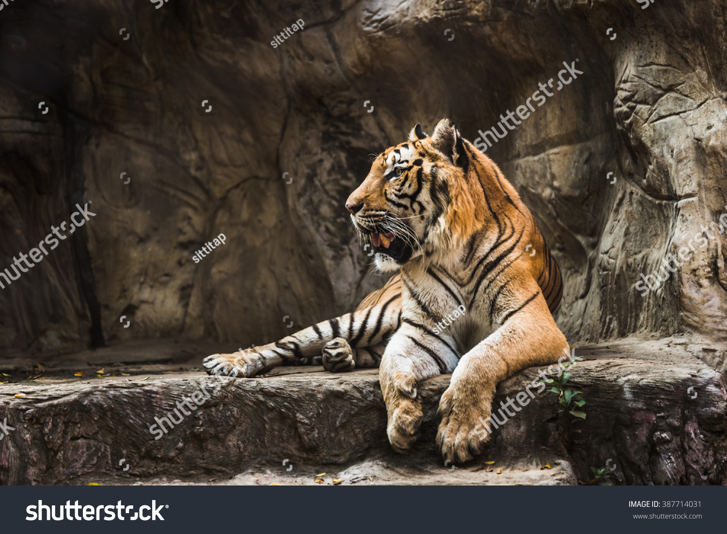 tiger sitting in a zoo.