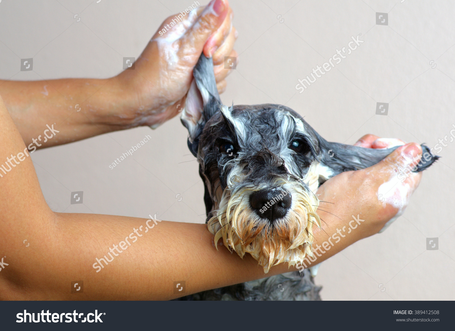 Schnauzer Dog grooming